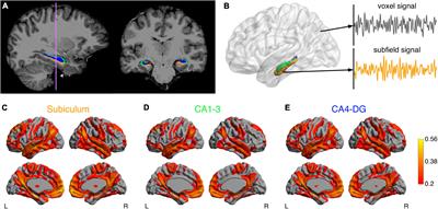 Multimodal magnetic resonance imaging reveals distinct sensitivity of hippocampal subfields in asymptomatic stage of Alzheimer’s disease